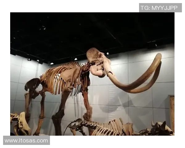 猛犸象户外品牌探索自然之美与极限挑战的完美结合